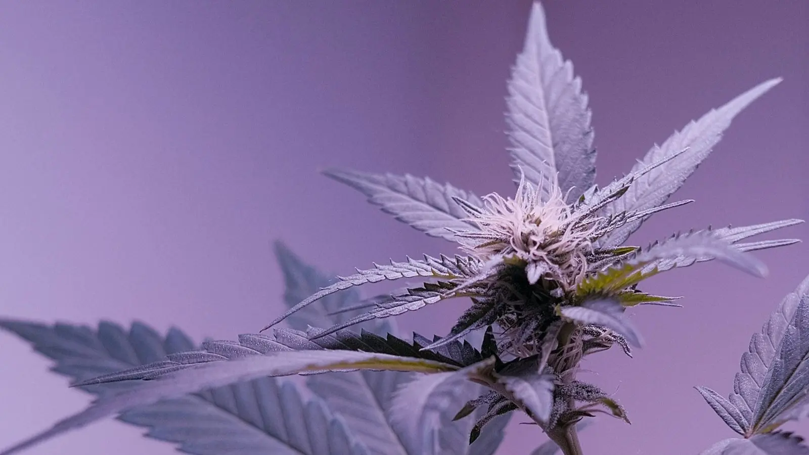 Texas Cannabis Clinic | Medical Marijuana Doctor | Telemedicine- San Antonio